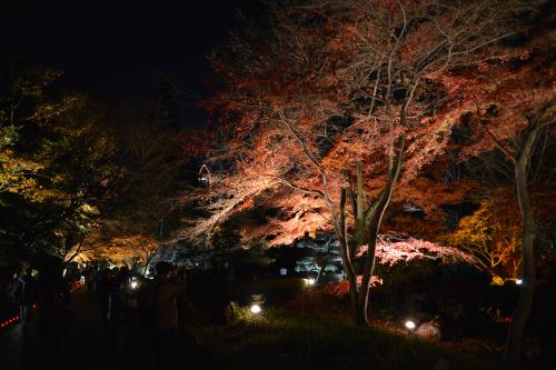 同日撮影写真「もみじと東山タワー」.JPG